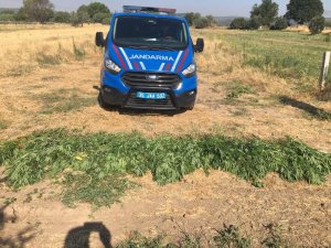 Domates tarlasına Hint keneviri ekmişler