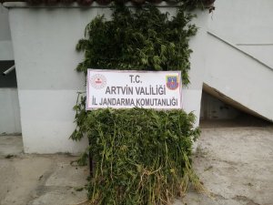 Ardanuç’ta bin 130 kök Hint Keneviri ele geçirildi