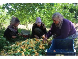 İlçeyi kalkındıran 1 milyon ağaçta "kayısı hasadı"