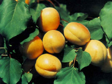 Formda kal, kanserden korun...