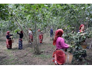 Fındık işçiliğinde reform