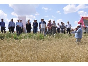 Yeni buğday çeşitleri ’Mesut’ ve ’Reis’ için tarla günü düzenlendi
