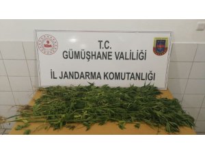 Kelkit’te 280 kök kenevir ele geçirildi