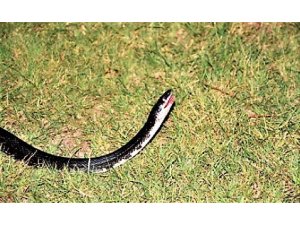 Şoföre yılan attı, aracını çaldı