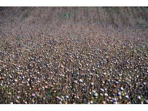 Çorum’da haşhaş hasadı başladı