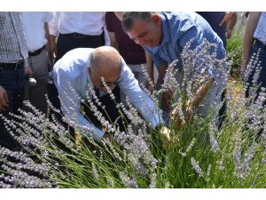 Denizli’nin lavantadaki hedefi 50 bin dekar