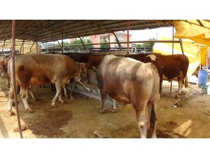 Kurbanlıklar gelmeye başladı