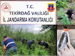 Tekirdağ’da bin 700 kök kenevir ve 50 gram esrar ele geçirildi