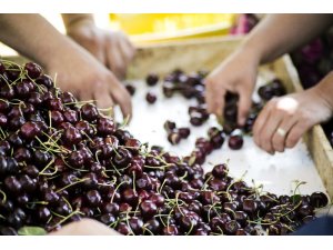 Ege’nin organik kirazı Çin seddini aştı