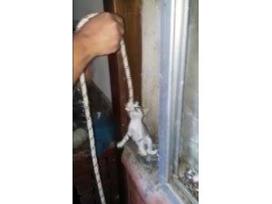 Boruya sıkışan yavru kedileri itfaiye iple kurtardı