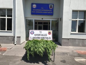 Jandarmadan kenevir operasyonu