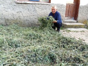 Karbasan Köyünde adaçayı hasadına başlandı