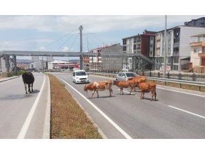 Karayolunda başıboş hayvanlar trafiği tehlikeye düşürüyor