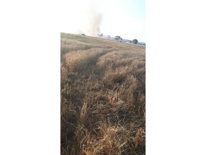 Kargalar kavga yaptı 15 dekarlık buğday tarlası yandı