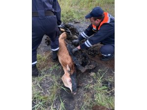 Bataklığa saplanan buzağı güçlükle kurtarıldı