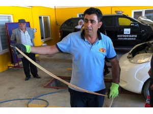 Araca giren yılan korkuttu