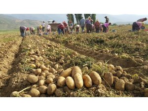 Patates üreticileri ithalatın kendilerine zararı olduğunu belirtiyor