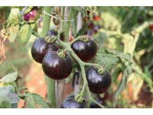 Bu domatesleri görenler şaşırıyor