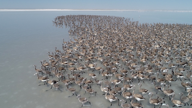Tuz Gölü'nde yavru flamingo şöleni