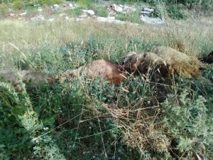 Elektrik kablosuna basan 10 koyun telef oldu