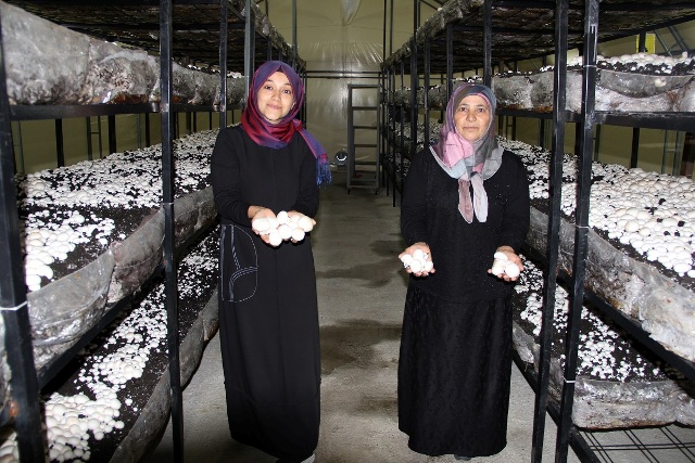 Sera mantarı hasatı başladı