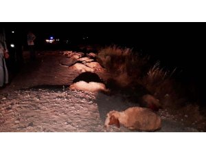 Kamyonet koyunlara çarptı, 25 hayvan telef oldu