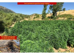 Diyarbakır’da dev operasyon 2 milyon 111 bin 50 kök kenevir ele geçirildi