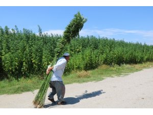 Türkiye bu tohumları bekliyor