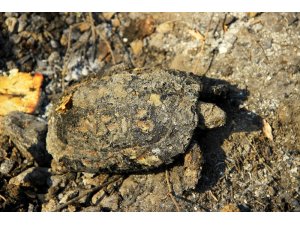 Dalaman yangınında böcek, kuş ve kaplumbağalar telef oldu