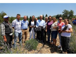 Muğla ‘Koku Vadisi’nde ilk lavanta hasadı