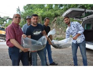 Gaga Gölü’ne 30 bin sazan yavrusu
