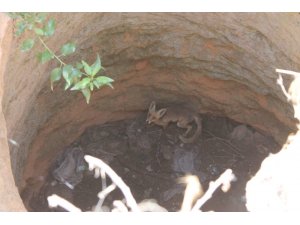 Nevşehir’de kuyuya düşen tilki kurtarıldı