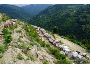 Bileziğini sattı, bir kovan arı aldı, şimdi paraya para demiyor