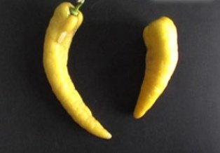 İnanılır gibi değil