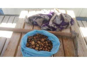 Salep soğanı toplayan şahsa 60 bin TL ceza