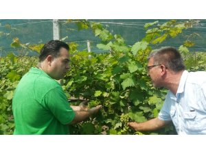 Tarsus beyaz üzümünün taneleme sorunu çözüldü