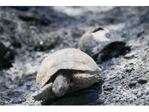 Kabusa dönen yangın söndürüldü