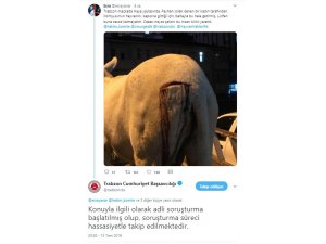 Trabzon’da eşek saldırıya uğradı, başsavcılık soruşturma başlattı