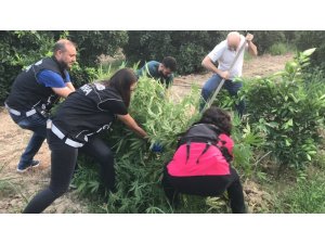 Şeker hastalığından kurtulmak için kenevir ekmiş