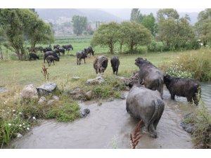 Köylünün hayatı mandayla değişiyor