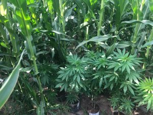 Mısır tarlasında 390 kök Hint keneviri ele geçirildi