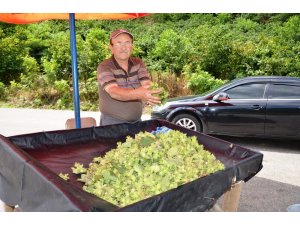 Yaş fındık tezgahlarda