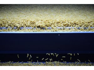 Makarna 5 ayda 251 milyon dolar kazandırdı