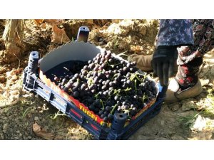 Üzümde erkenci hasat başladı