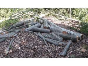 195 ağacı katlettiler