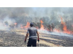 Bingöl’de 200 dönüm arazi küle döndü