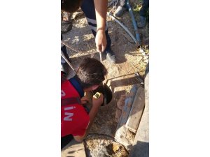 İtfaiyeciler yavru köpek için seferber oldu