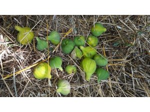 Aydın’da incir üretimi SOS veriyor