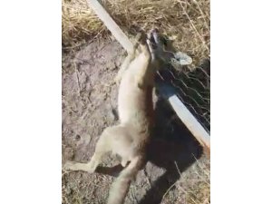 Tele sıkışan tilkiyi kurtardı