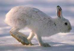 Tavşana kalan kırıntı